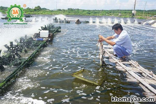 nuôi tôm sú mật độ cao