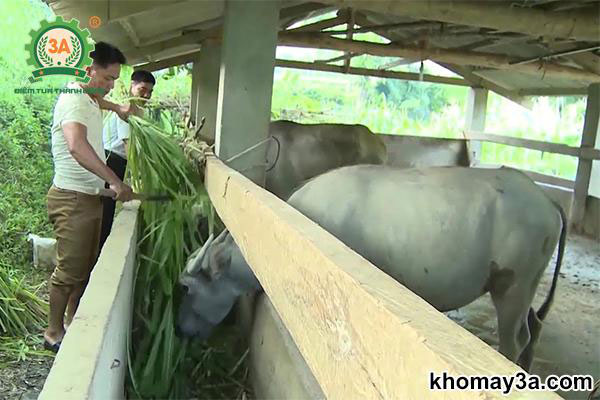 kỹ thuật nuôi trâu vỗ béo