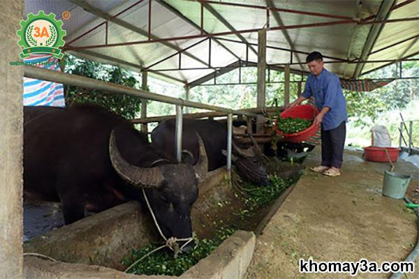 kỹ thuật làm chuồng nuôi trâu vỗ béo