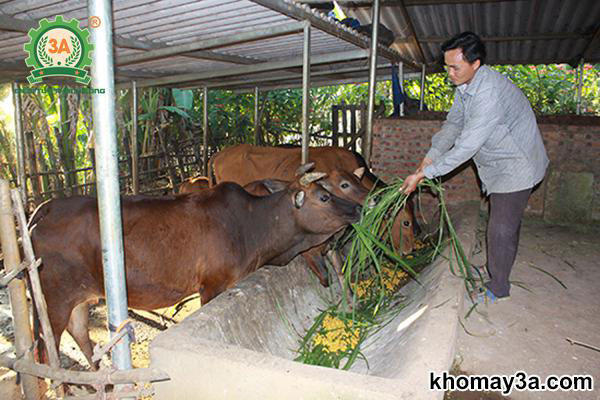 Phòng chống rét cho vật nuôi