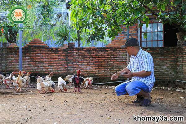 giá gà giống đông tảo