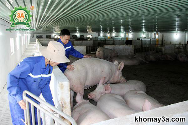 quy trình an toàn sinh học trong chăn nuôi