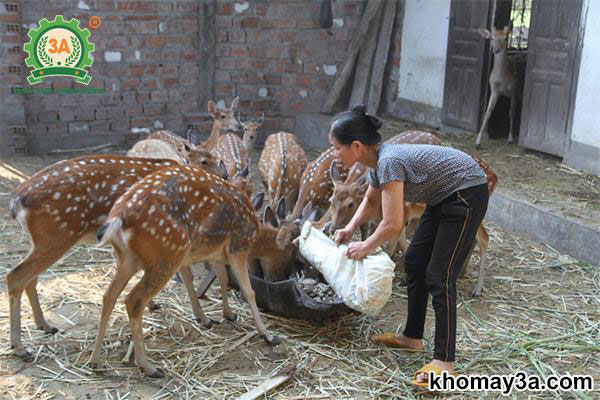 nuôi hươu lấy nhung