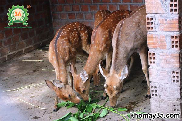 kỹ thuật nuôi hươu