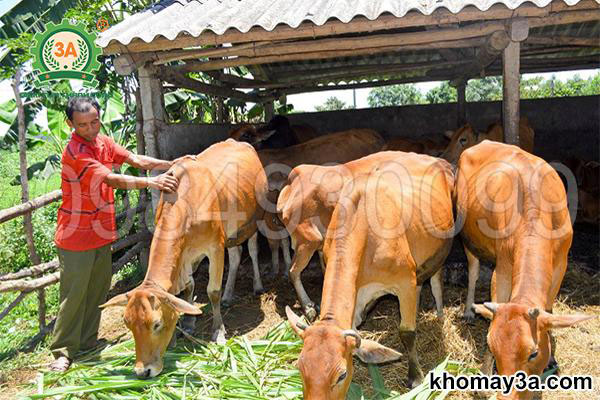 chăn nuôi bò