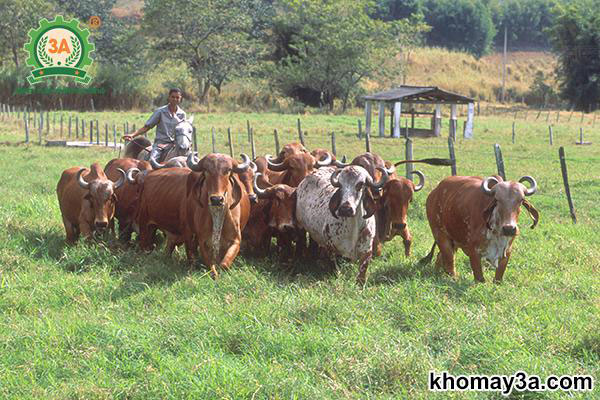 kỹ thuật nuôi bò thịt