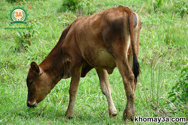 kỹ thuật vỗ béo bò thịt