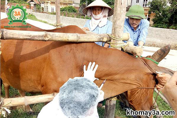 khẩu phần ăn của bò thịt